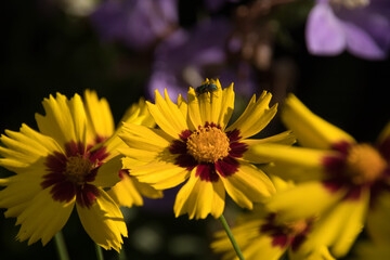 a fly lands on a yellow summer flower