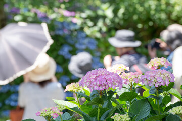 三景園のアジサイの花