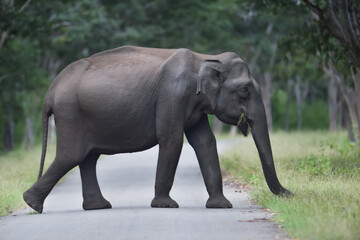 Fototapeta na wymiar Indian Elephant