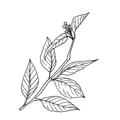 Hand-drawn stylized image of a beautiful weed, garden grass. Black and white vector image. Idea for a logo, design, children's creativity, printing.