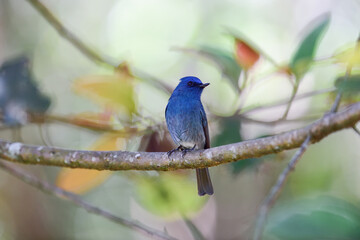 A male White-bellied blue flycatcher India