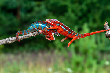Adult male Ambilobe Panther Chameleon (Furcifer pardalis)