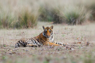 Fototapeta na wymiar Tiger from Kanha National Park