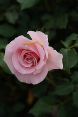 Faint Pink Flower of Rose 'Pink French Lace' in Full Bloom
