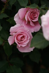 Faint Pink Flower of Rose 'Pink French Lace' in Full Bloom
