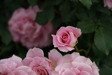 Faint Pink Flower of Rose 'Pink French Lace' in Full Bloom
