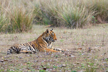Fototapeta na wymiar Tiger from Kanha National Park