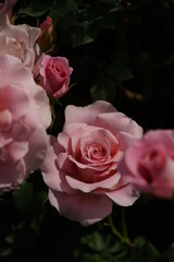 Faint Pink Flower of Rose 'Pink French Lace' in Full Bloom
