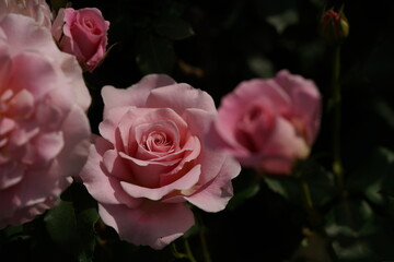 Faint Pink Flower of Rose 'Pink French Lace' in Full Bloom
