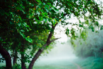 Vivid leaves of trees on bokeh background. Rich greenery in sunlight with copy space. Lush foliage close-up in sunny day. Natural green backdrop of scenic nature in backlight. Abstract texture.