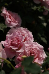 Faint Pink Flower of Rose 'Pink French Lace' in Full Bloom
