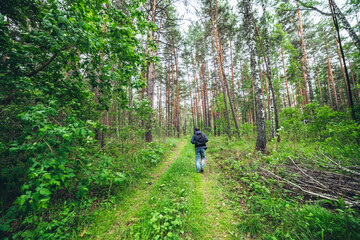 Fototapeta premium Guy with backpack walking in sunny forest among lush thickets. Beautiful woodland green landscape with man in pine forest. Man with rucksack among dense bushes in woods. View from back. Summer nature.