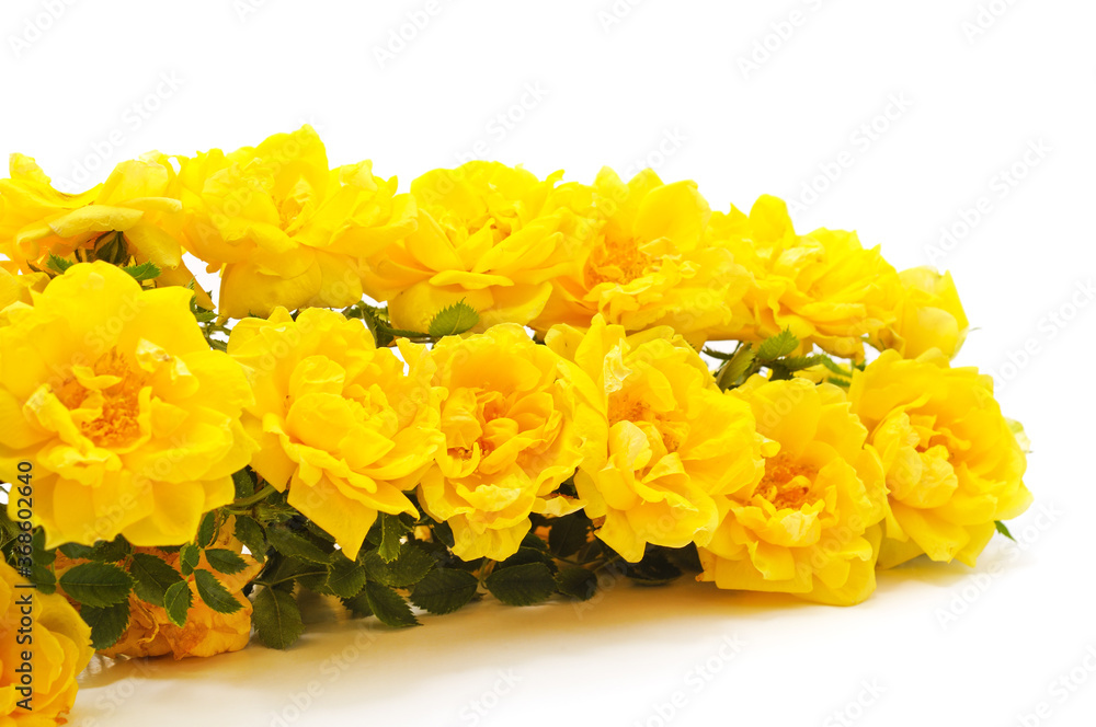 Wall mural bouquet of yellow roses.