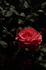 Light Pink Flower of Rose 'Pink Panther' in Full Bloom

