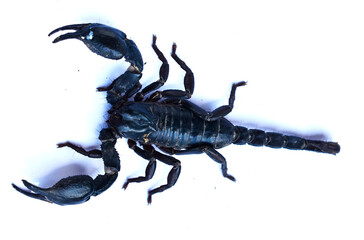 Black scorpion isolated on white background