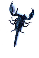 Black scorpion isolated on white background