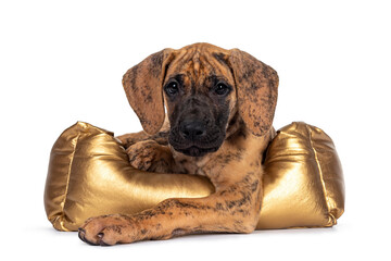 Cute light brindle Great Dane puppy, laying down in golden basket. Looking towards camera with shiny dark eyes. Isolated on white background.