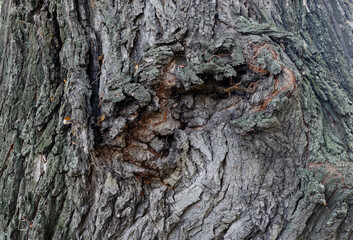 Tree bark texture close up