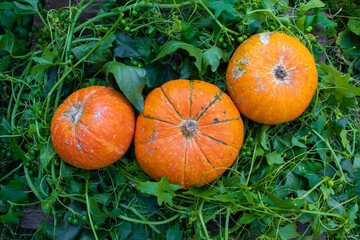 Three orange pumpkins on green grass on a collective farm. Ripe orange pumpkin lies on green grass in a pumpkin patch. Harvest. Halloween.