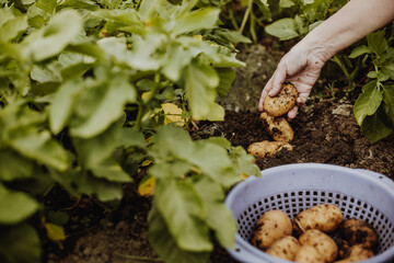 Woman farmer hoeing or harvesting fresh potatoes from her organic garden, gardening concept