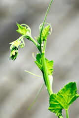 Pumpkin tops and green leaves on a blurred background, grown in a sufficiency economy vegetable garden. 