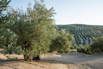 Olive plantation in Jaén, summer, with green olives.