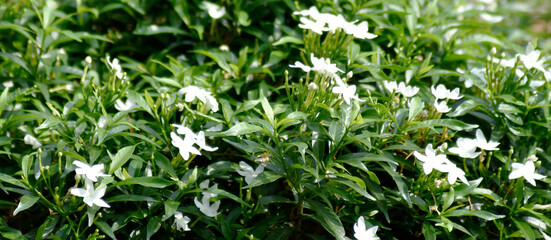 White flowers and green leaves grow in an ornamental garden.