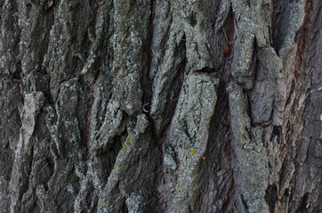 Bark of a tree covered with moss close up