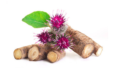 Burdock roots isolated white background. Prickly heads of burdock flowers on a white background....