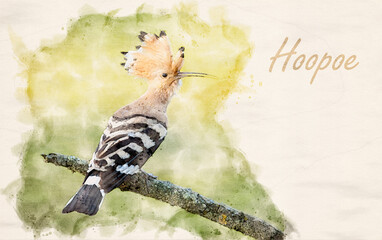 Eurasian hoopoe bird close up ( Upupa epops ) waterpaint