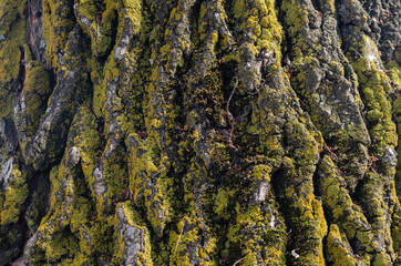 Tree bark covered with green moss close up