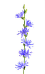 Cichorium intybus - common chicory flowers isolated on the white background. Medicinal herbs. Coffee alternative. Common chicory or Cichorium intybus flowers. Isolated on white. - obrazy, fototapety, plakaty