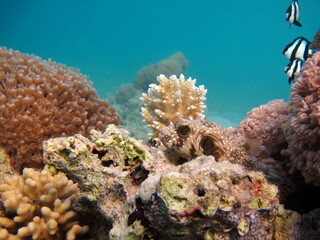 Beautiful fish on the Red Sea reef. 