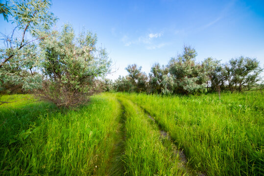Summer landscape with green grass, road and blue sky
