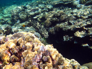 Naklejka na ściany i meble Beautiful fish on the Red Sea reef. 