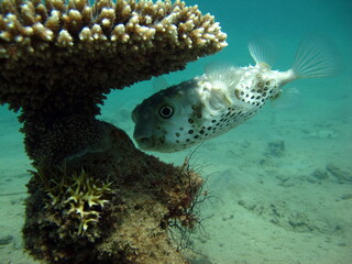 Spotbase burrfish. Urchin fish Diodontidae. Yellow-spotted cyclicht. In case of danger, it takes...