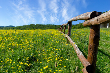 field with yellow flowers and fence