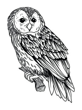 tattoo and t-shirt design black and white hand drawn owl premium vector