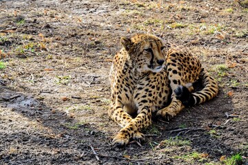 The African cheetah lies calmly and rests in early spring.