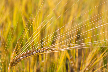 cereal spikes in green and yellow