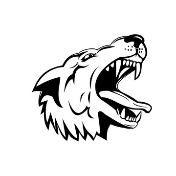 Head of an Aggressive and Angry Gray Wolf Grey Wolf Low Angle Mascot Black and White