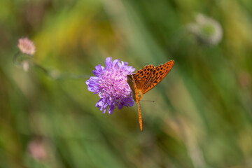 silver-washed fritillary on the green background