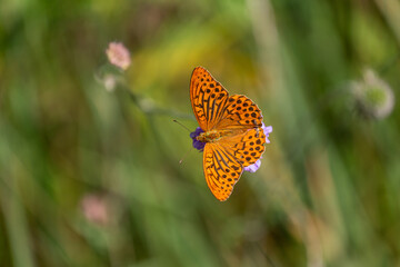 silver-washed fritillary on the green background