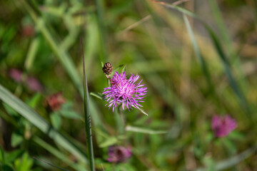 Wild  meadow flowers on green background