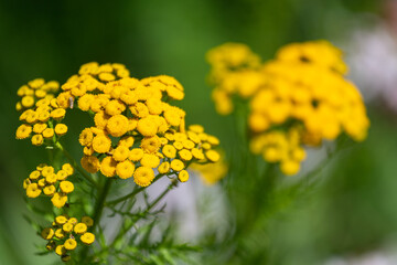 Wild  meadow flowers on green background