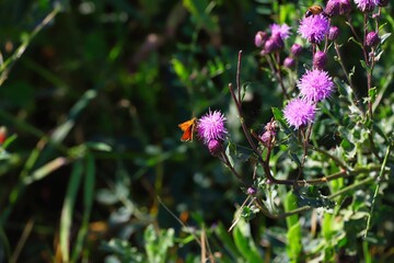 Schmetterling bei der Bestäubung