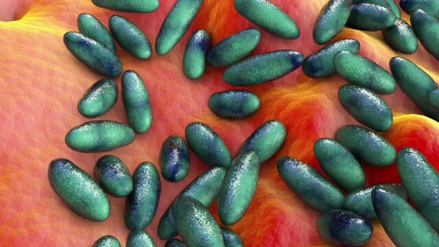 Plague bacteria Yersinia pestis, 3D animation