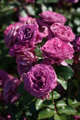 Light Purple Flower of Rose 'Plum Perfect' in Full Bloom
