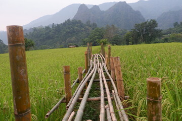 wooden bridge in the rice field