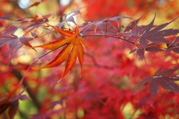 Fallen autumn leaf hanging from a maple branch